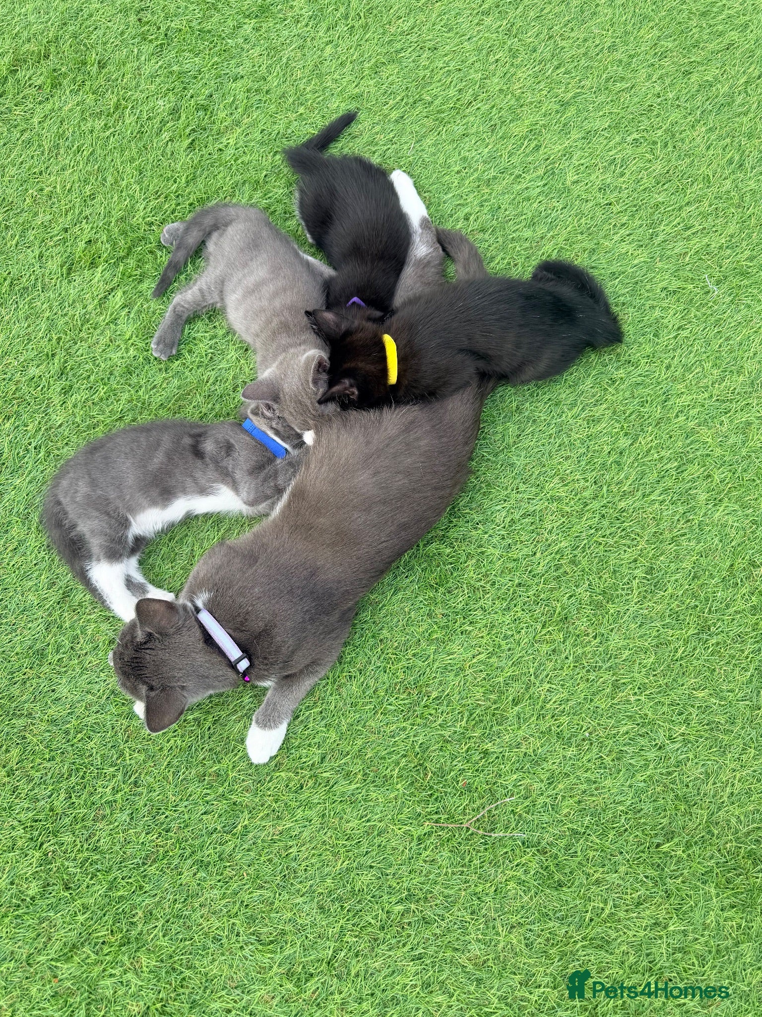 American Shorthair cats Cute black and grey kittens  - Advert 9