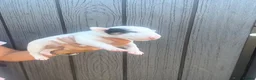 English Bull Terrier dogs for sale: English bull terrier puppies  - Advert 4