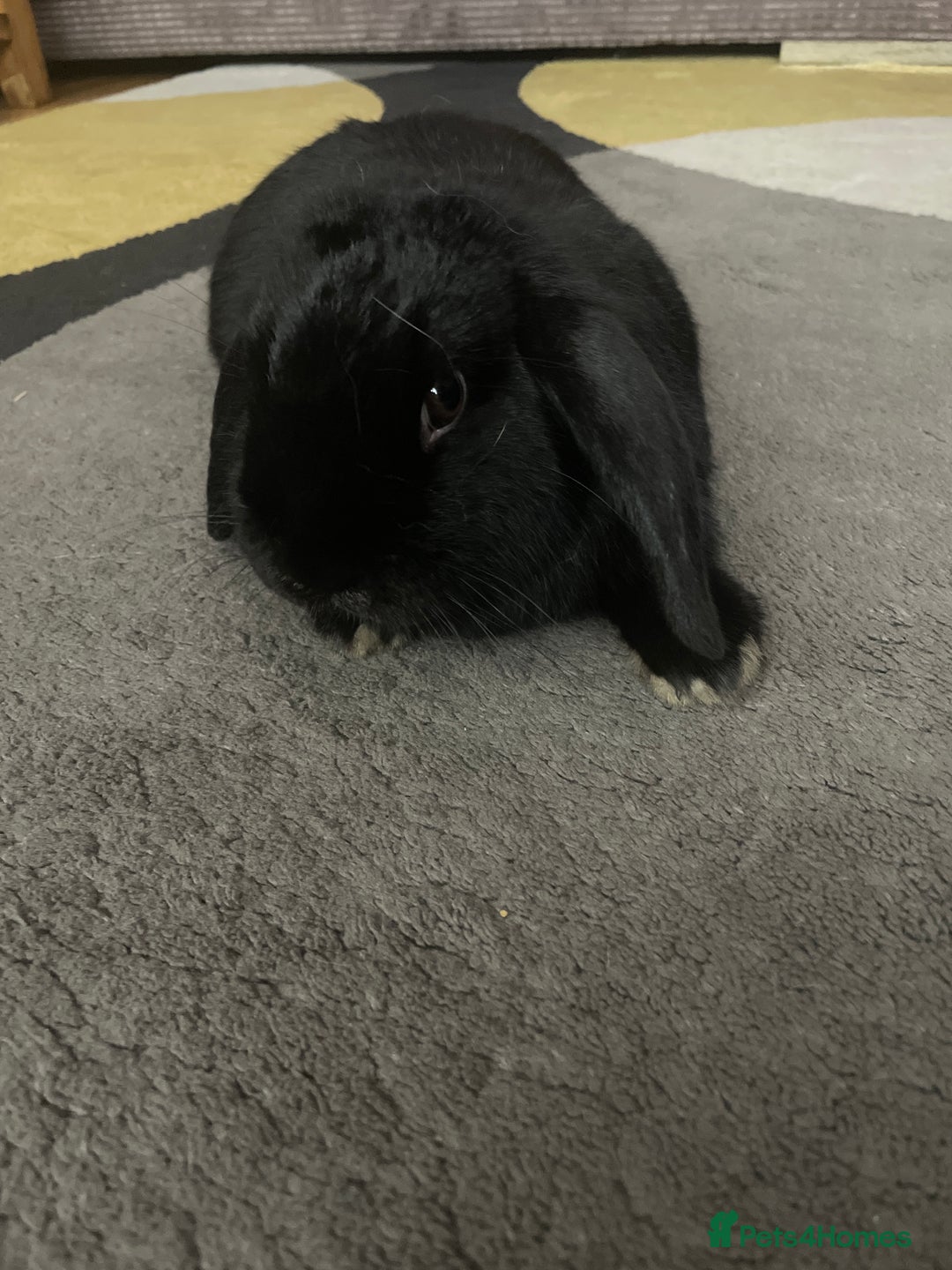 Mixed Breed rabbits for sale: Two bunnies  - Advert 3