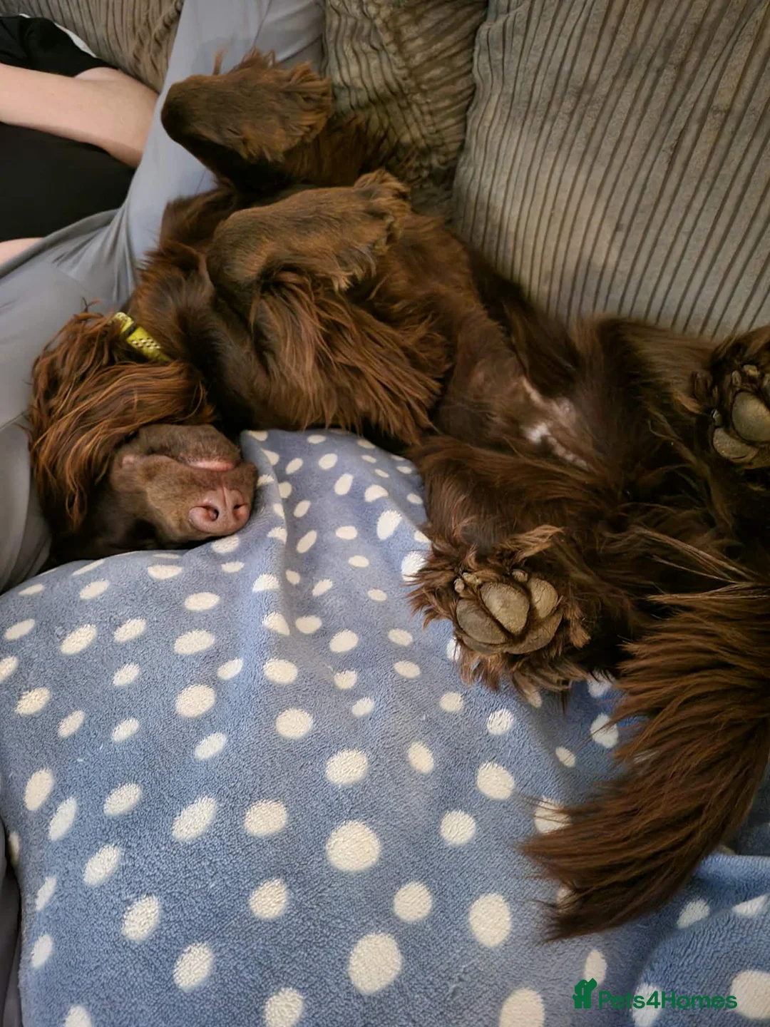 Cocker Spaniel dogs for sale: Meet milo the Loveing bouncy cocker spaniel  - Advert 2