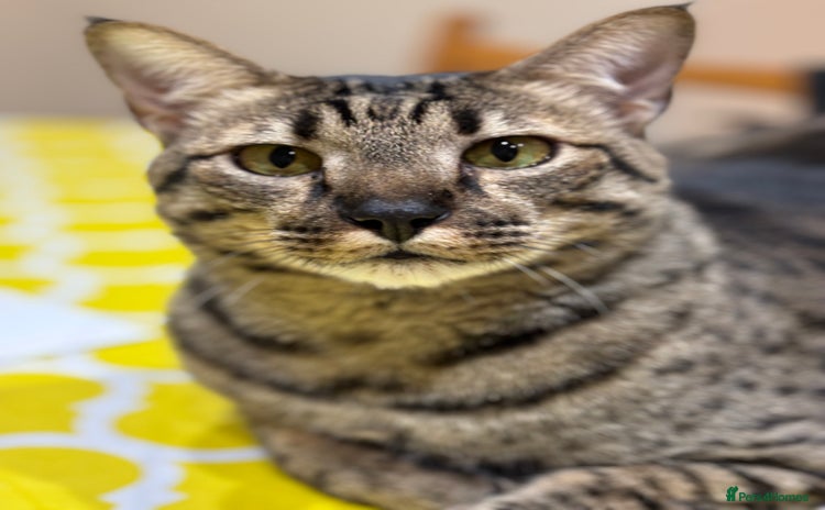 Savannah cats - Advert 1