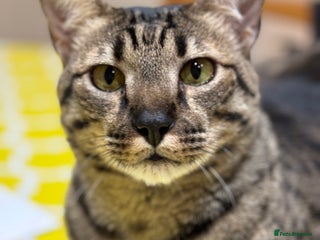 Savannah cats - Advert 7