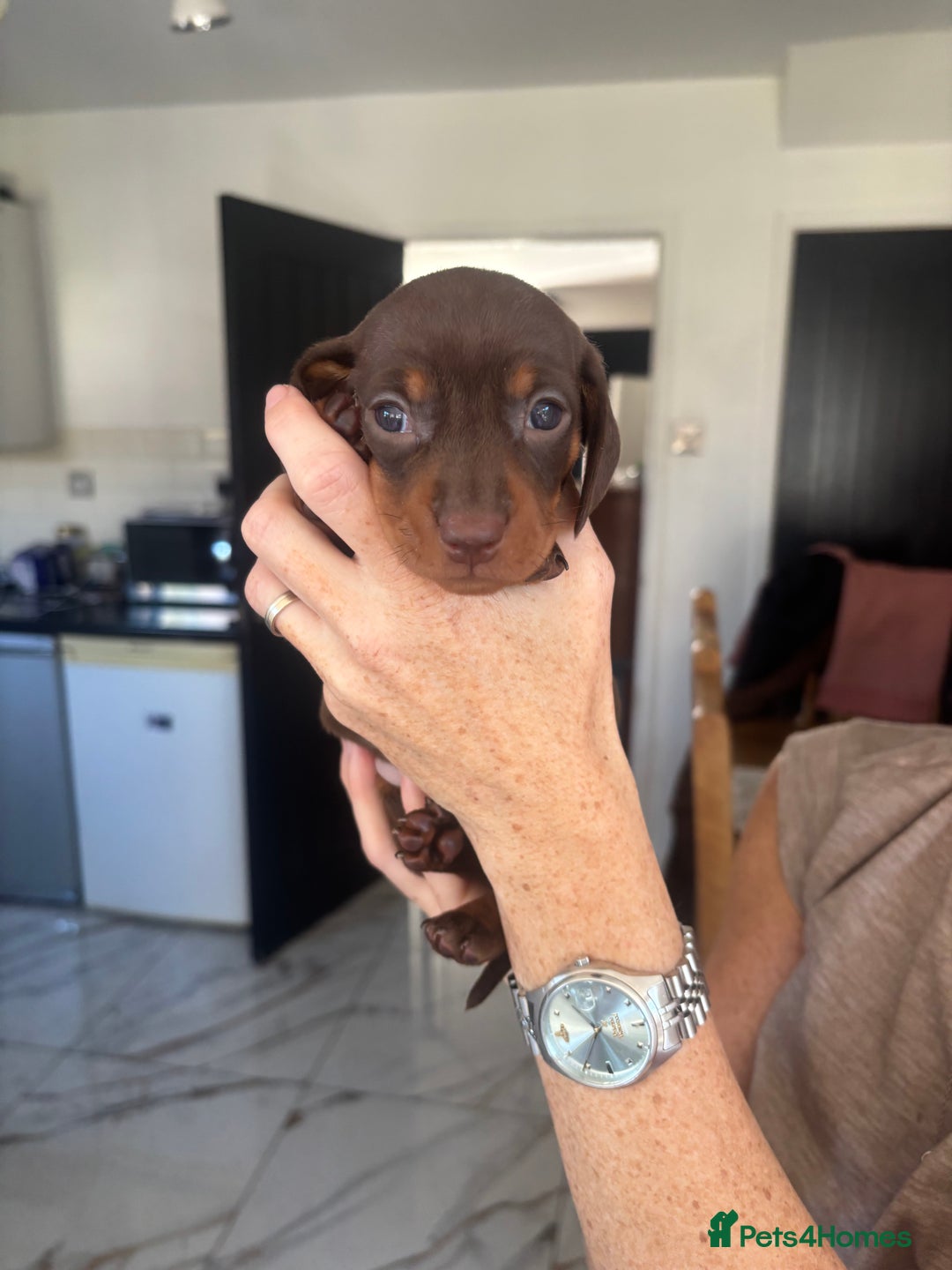 Dachshund dogs for sale: Dachshund Puppies for sale  - Image 7