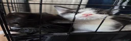 Mixed Breed cats for sale: 2 left - Advert 4