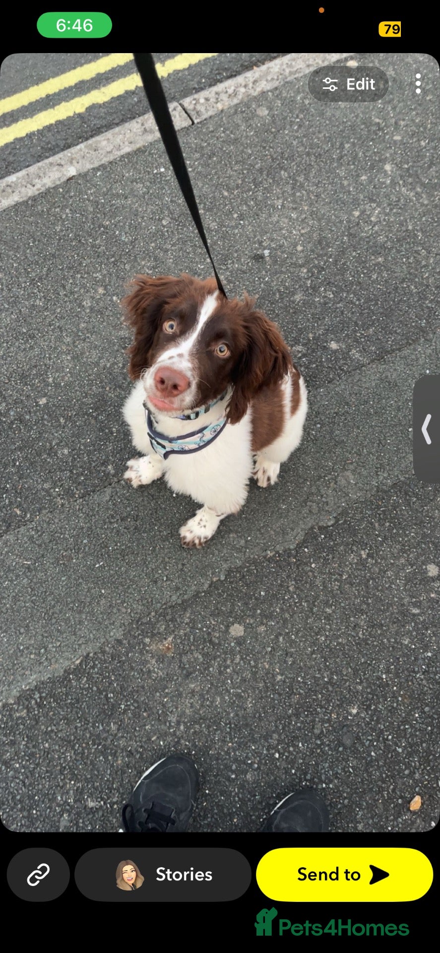 English Springer Spaniel dogs This is milo - Advert 23