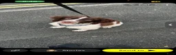 English Springer Spaniel dogs for sale: This is milo in Newport - Advert 1
