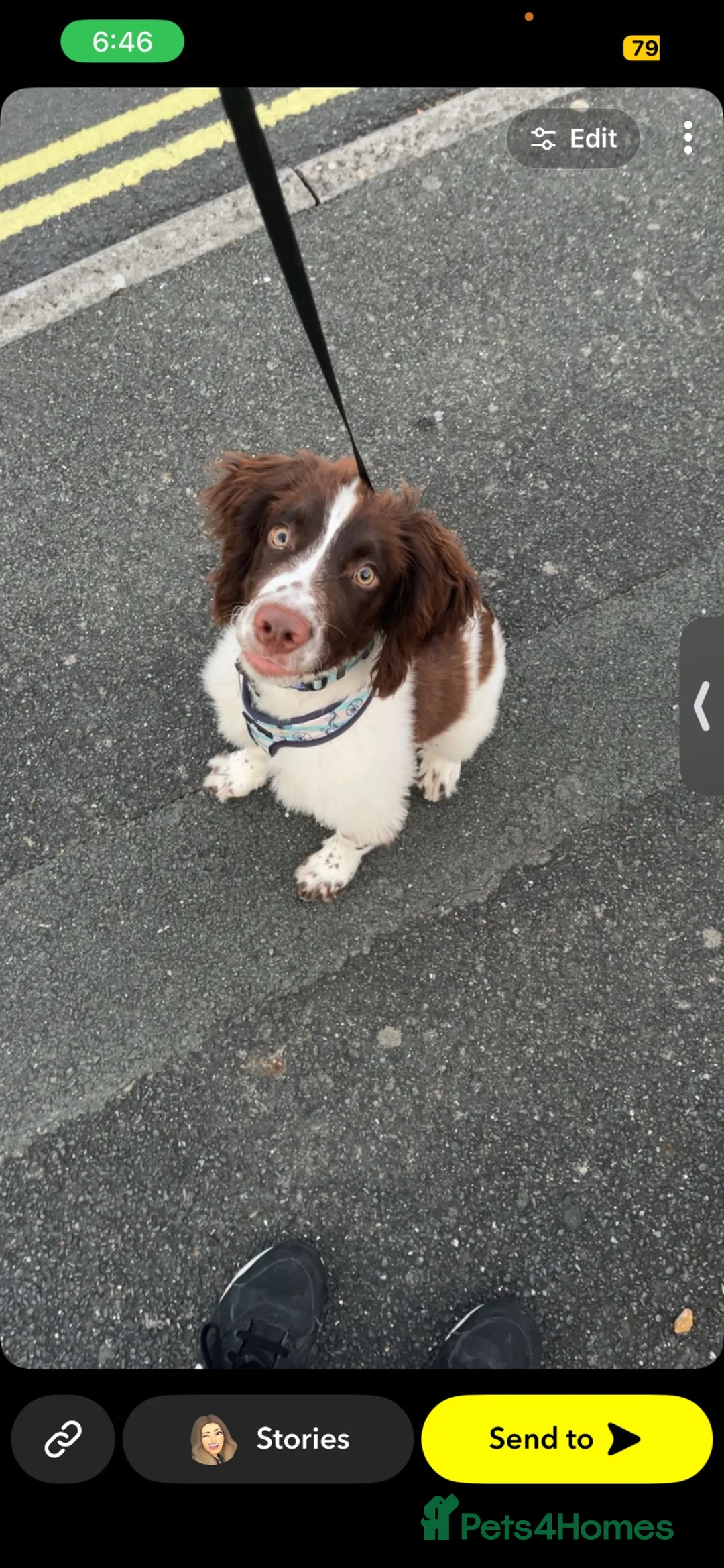 English Springer Spaniel dogs for sale: This is milo in Newport - Advert 1