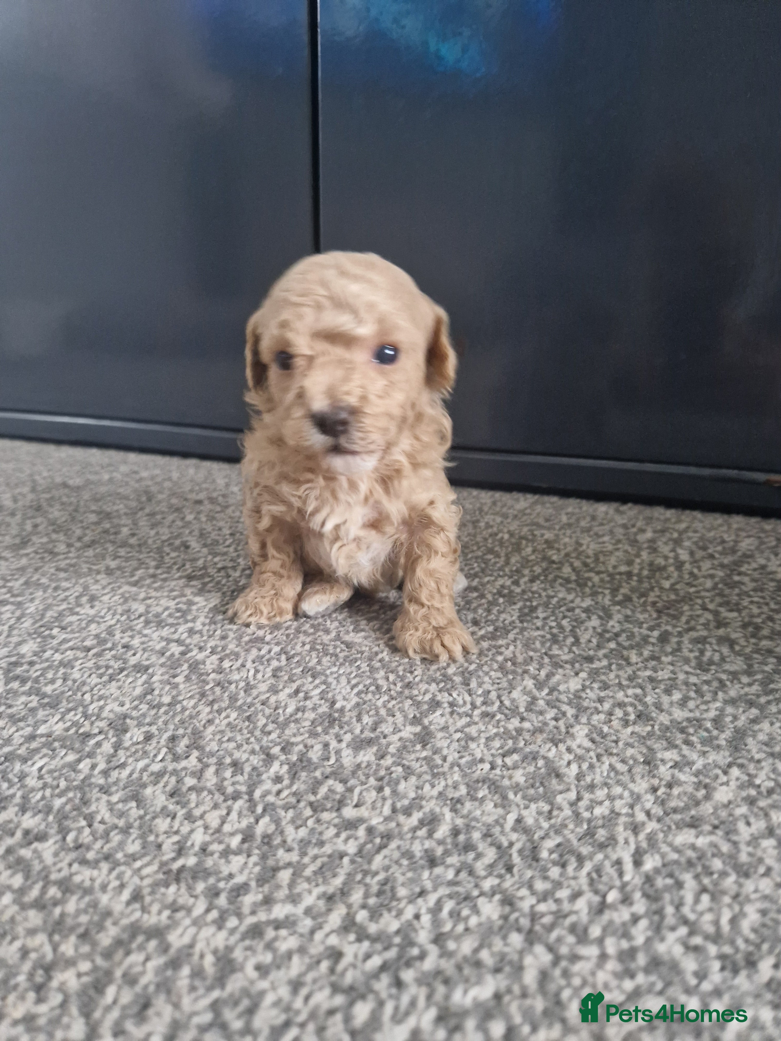 Maltipoo dogs Beautiful F1B Toy Maltipoos  - Advert 4