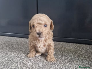 Maltipoo dogs Beautiful F1B Toy Maltipoos - Advert 4