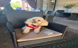 Cockapoo dogs for sale: Adorable Cockapoo Pups Ready Soon for Loving Homes - Image 9