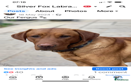 Labrador Retriever dogs for sale: KC Stunning dark fox red labrador puppies - Image 5