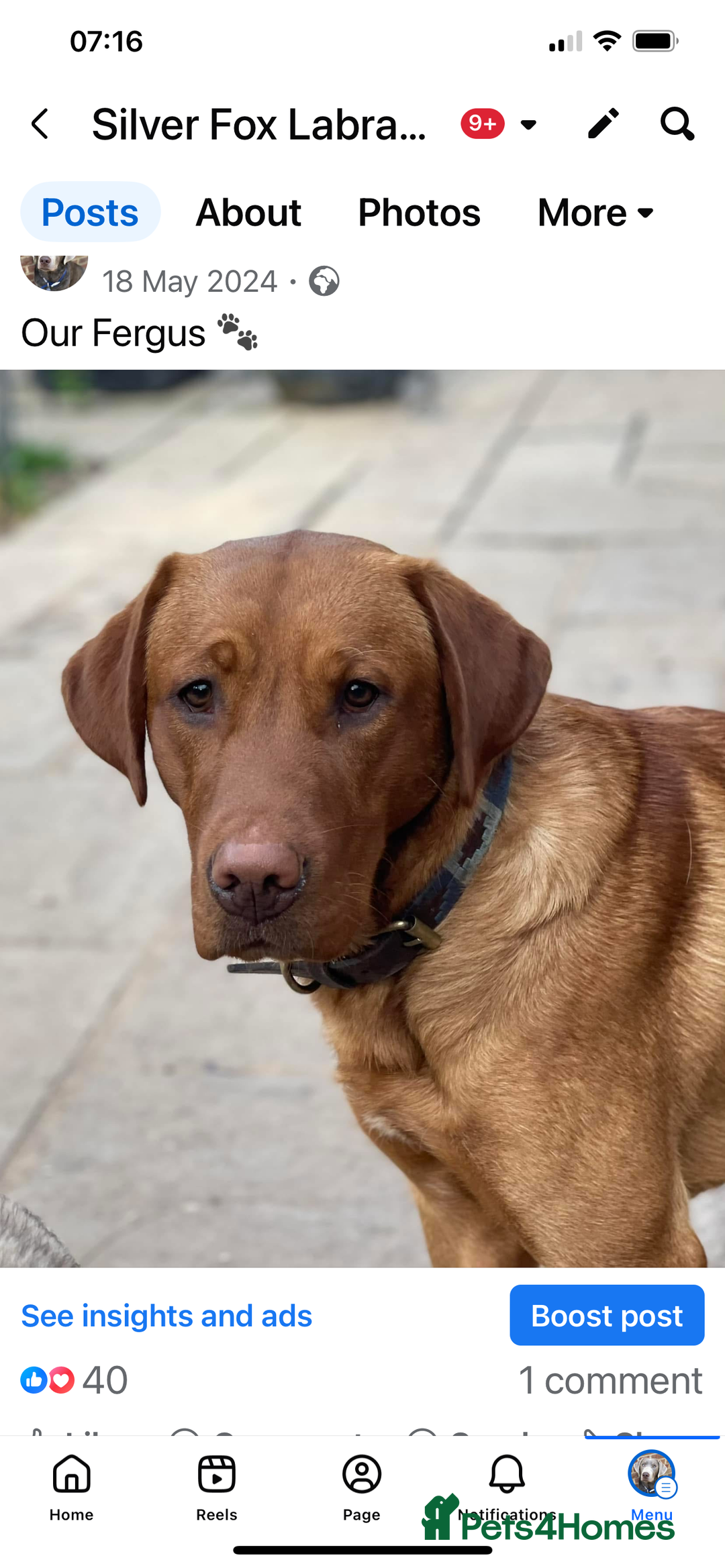 Labrador Retriever dogs for sale: KC Stunning dark fox red labrador puppies - Image 5
