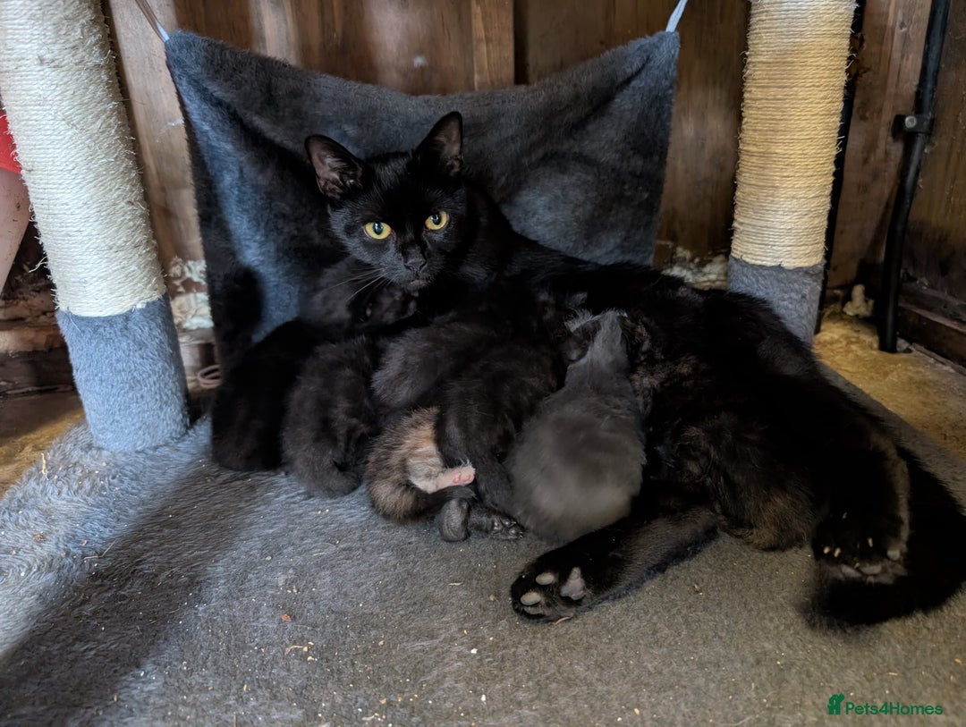 Mixed Breed cats for sale: 6 adorable tortie kittens - Image 6