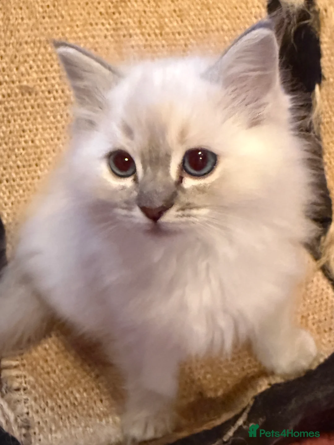 Ragdoll cats for sale: Ragdoll kittens READY NOW - Advert 7
