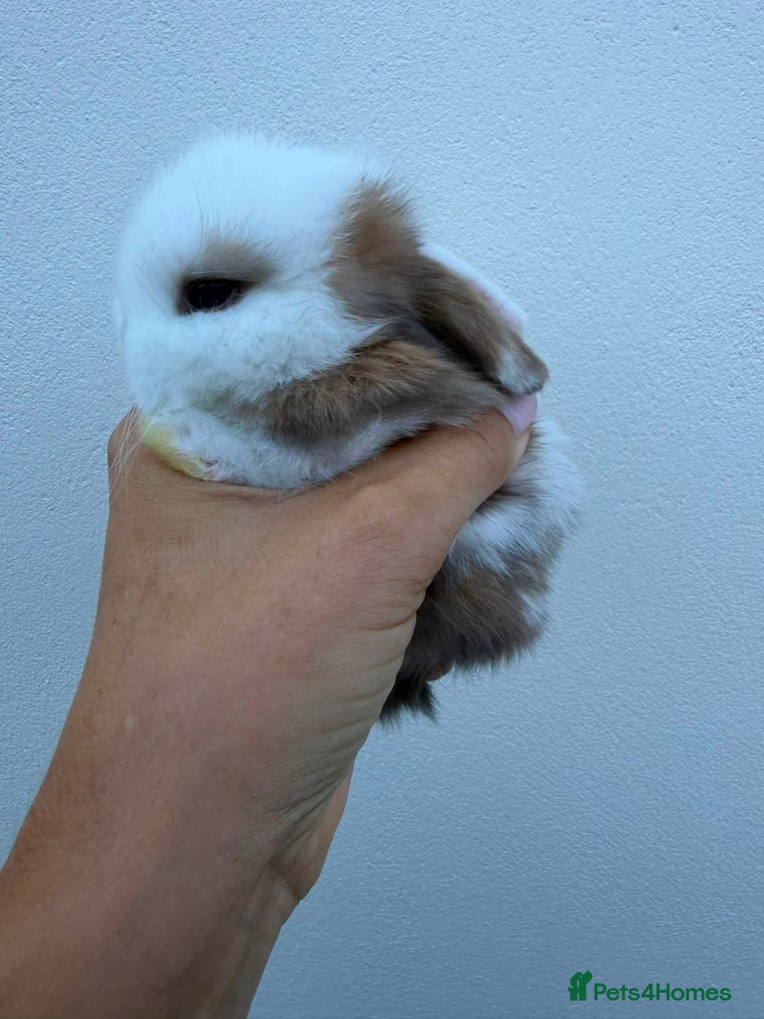 Mini Lop rabbits 3 x litters of Purebred Mini Lops AVAIL TO RESERVE - Advert 1