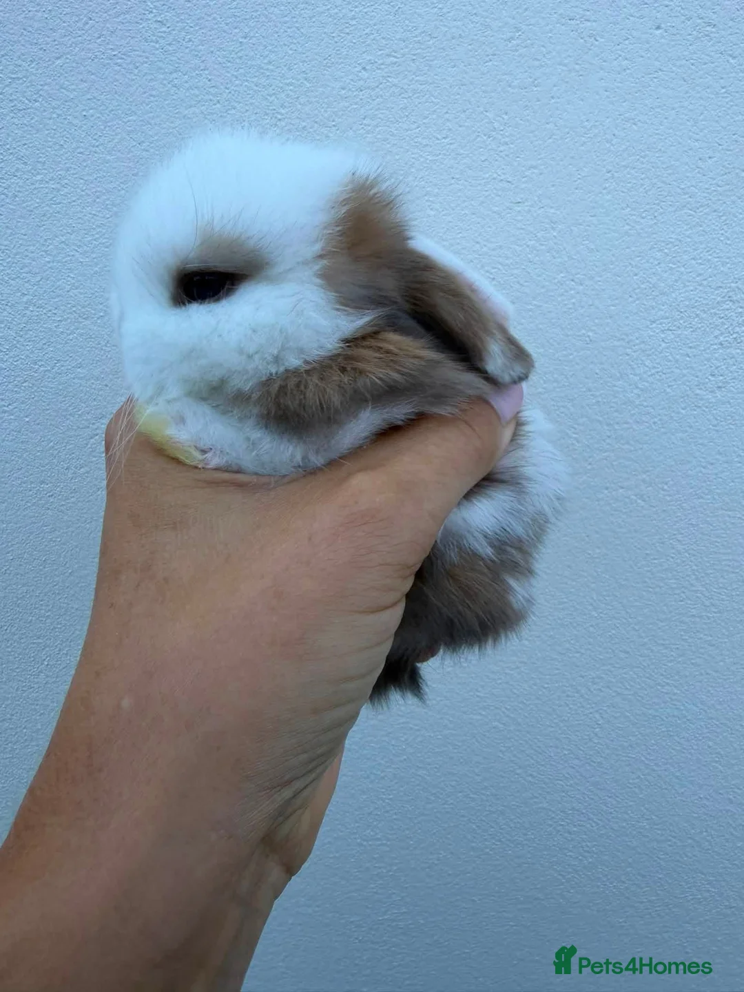 Mini Lop rabbits for sale: 3 x litters of Purebred Mini Lops AVAIL TO RESERVE - Advert 1