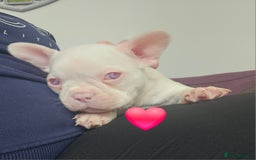 Mixed Breed dogs for sale: Last Beautiful Pink Frenchton Boy Pup Available  - Image 39