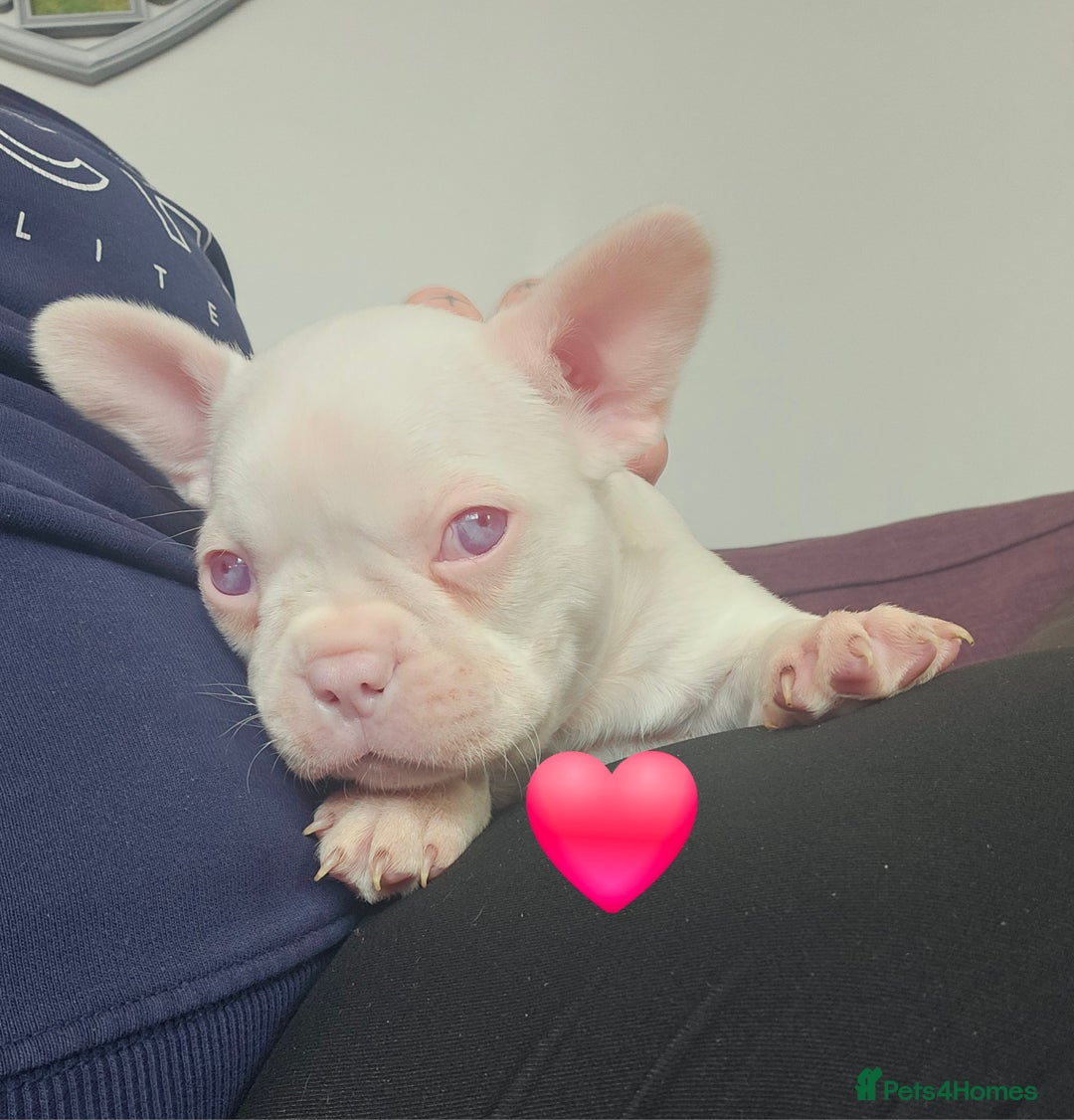 Mixed Breed dogs for sale: Last Beautiful Pink Frenchton Boy Pup Available  - Image 39