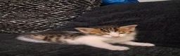 Mixed Breed cats for sale: Mixed bengal kittens - Advert 17