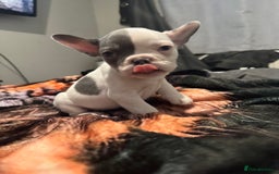 French Bulldog dogs for sale: French bull dog - Image 7