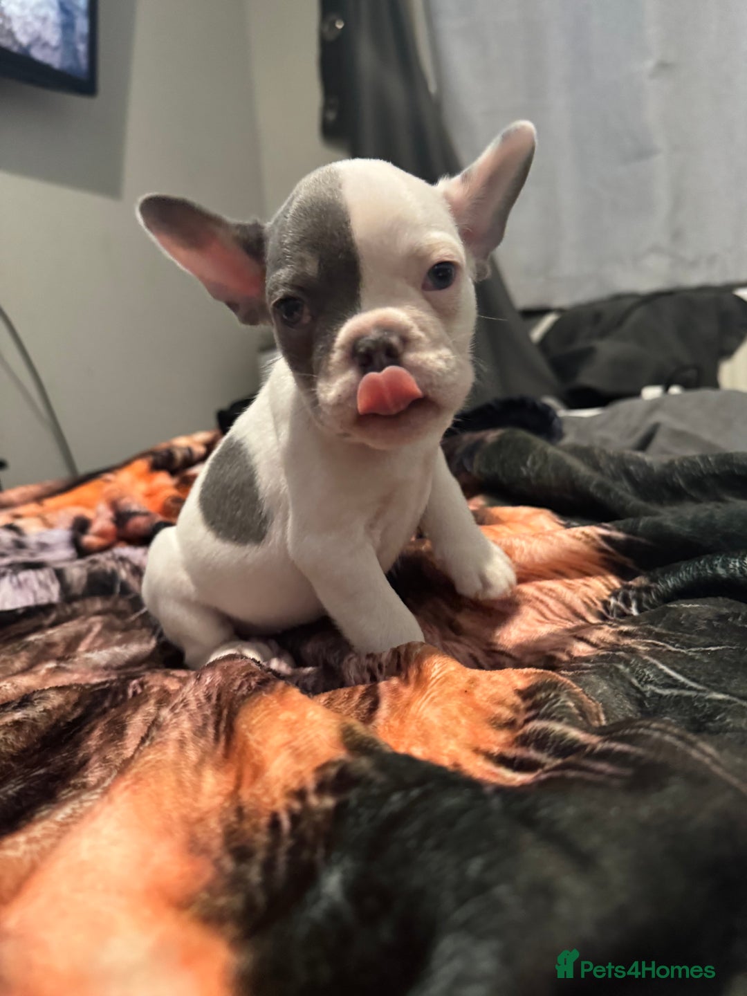 French Bulldog dogs for sale: French bull dog - Image 7