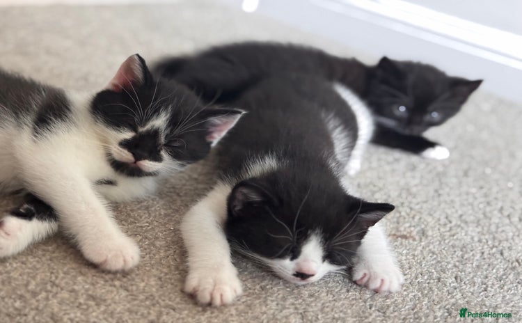 Mixed Breed cats - Advert 10
