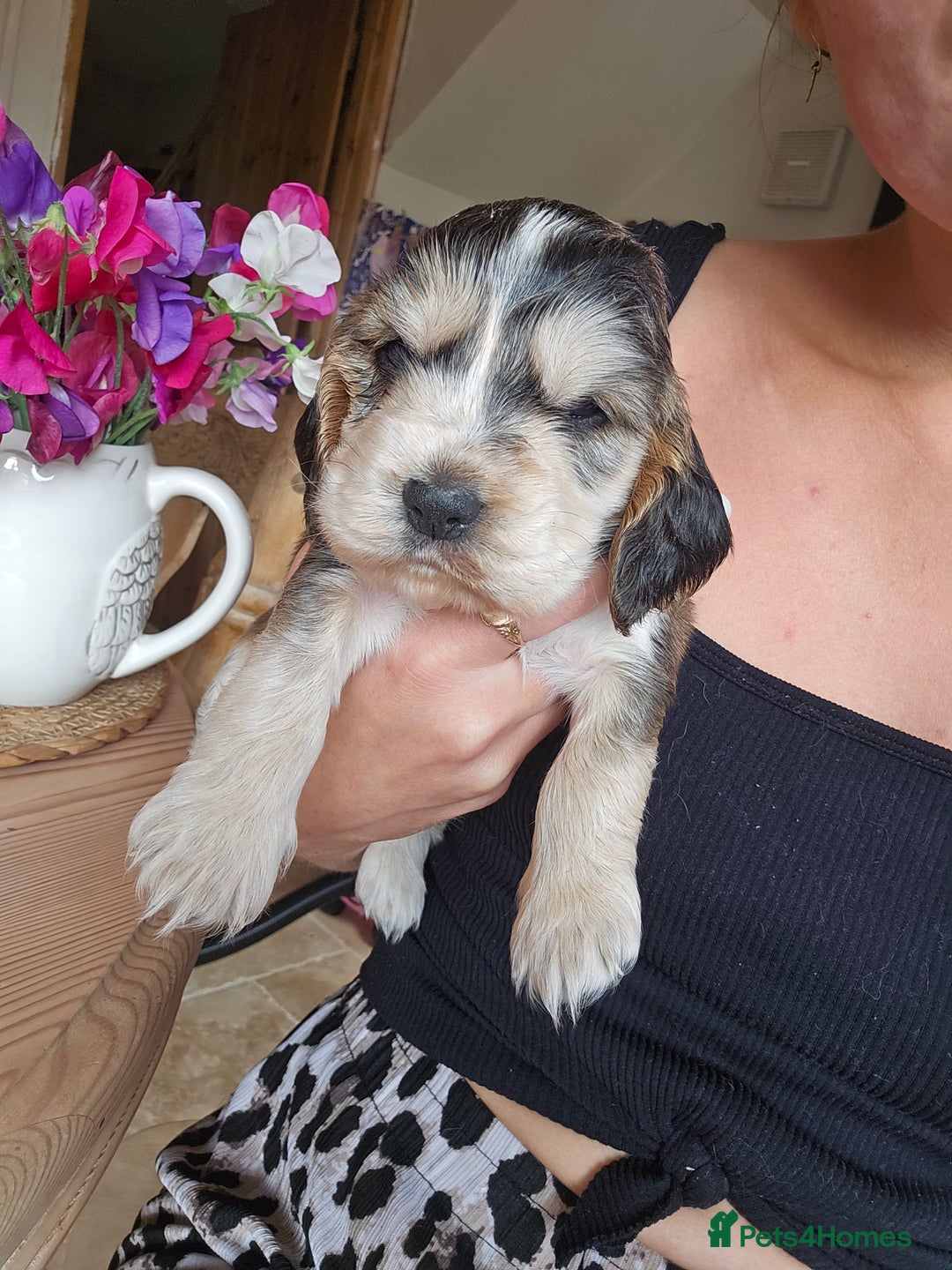 Cocker Spaniel dogs for sale: KC show cocker spaniel puppies - Image 6