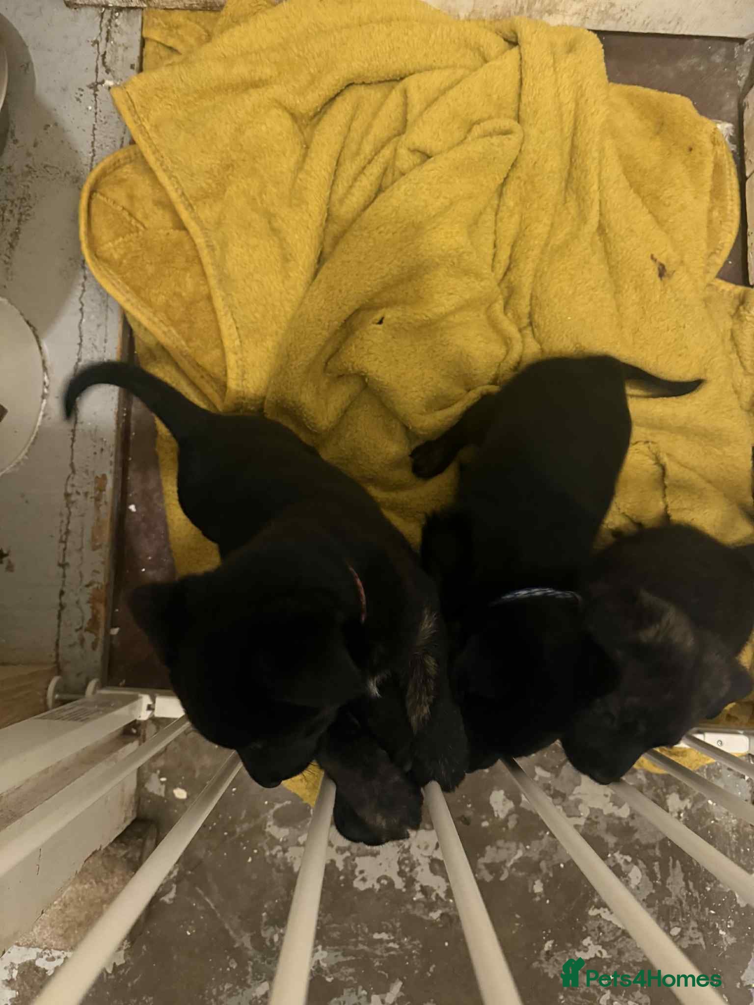 Mixed Breed dogs 6 week old staff x German pups  - Advert 2