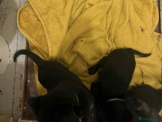 Mixed Breed dogs 6 week old staff x German pups - Advert 2
