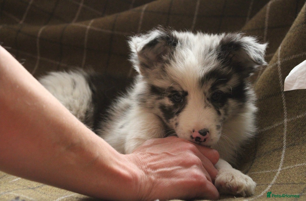 Border Collie dogs Beautiful long coated pups  - Advert 1