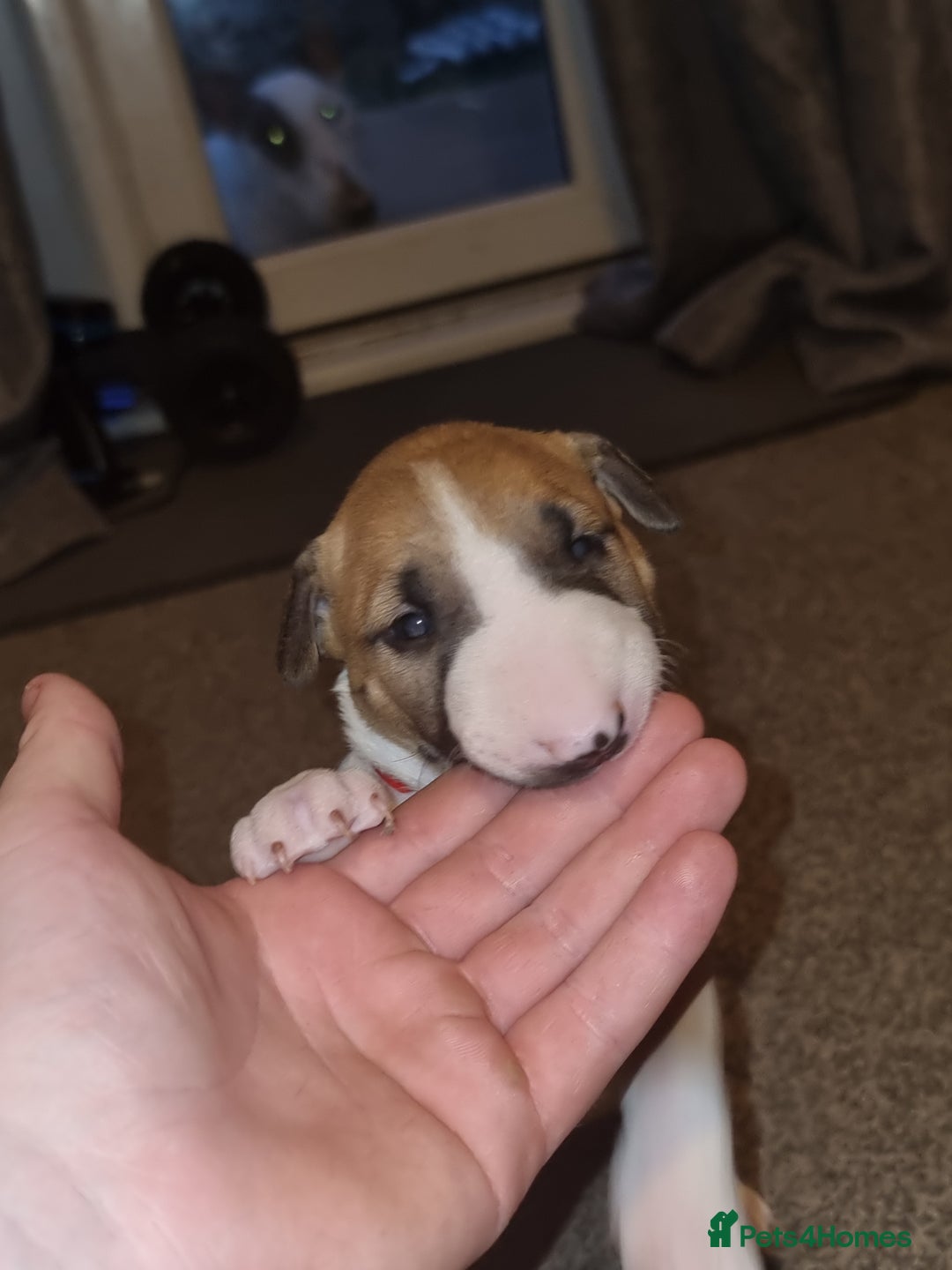 English Bull Terrier dogs for sale: English bull terrier  - Image 32