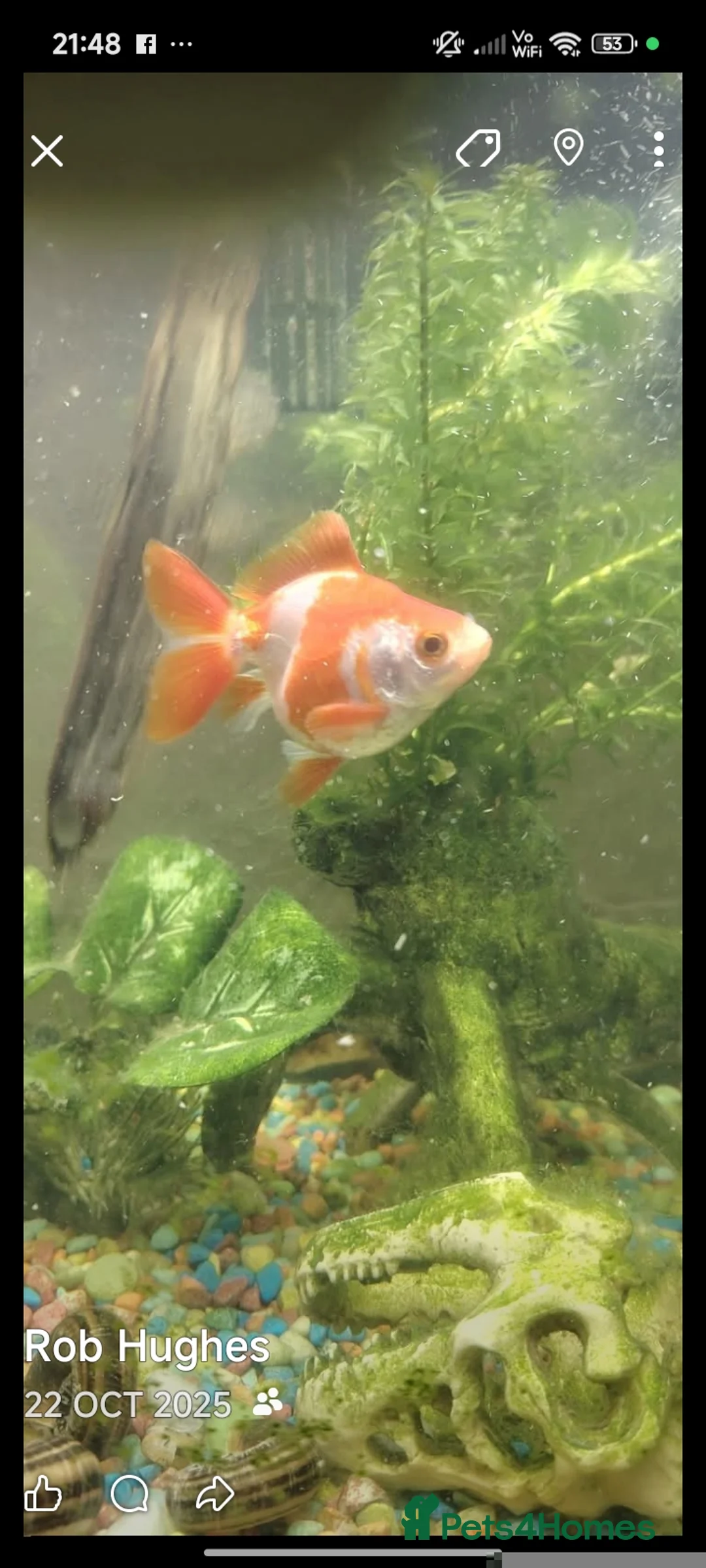 Fancy Goldfish fish for sale: Fancy goldfish,danios for sale  and tank - Advert 4