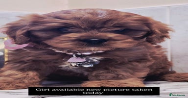 Cavapoo dogs - Advert 8