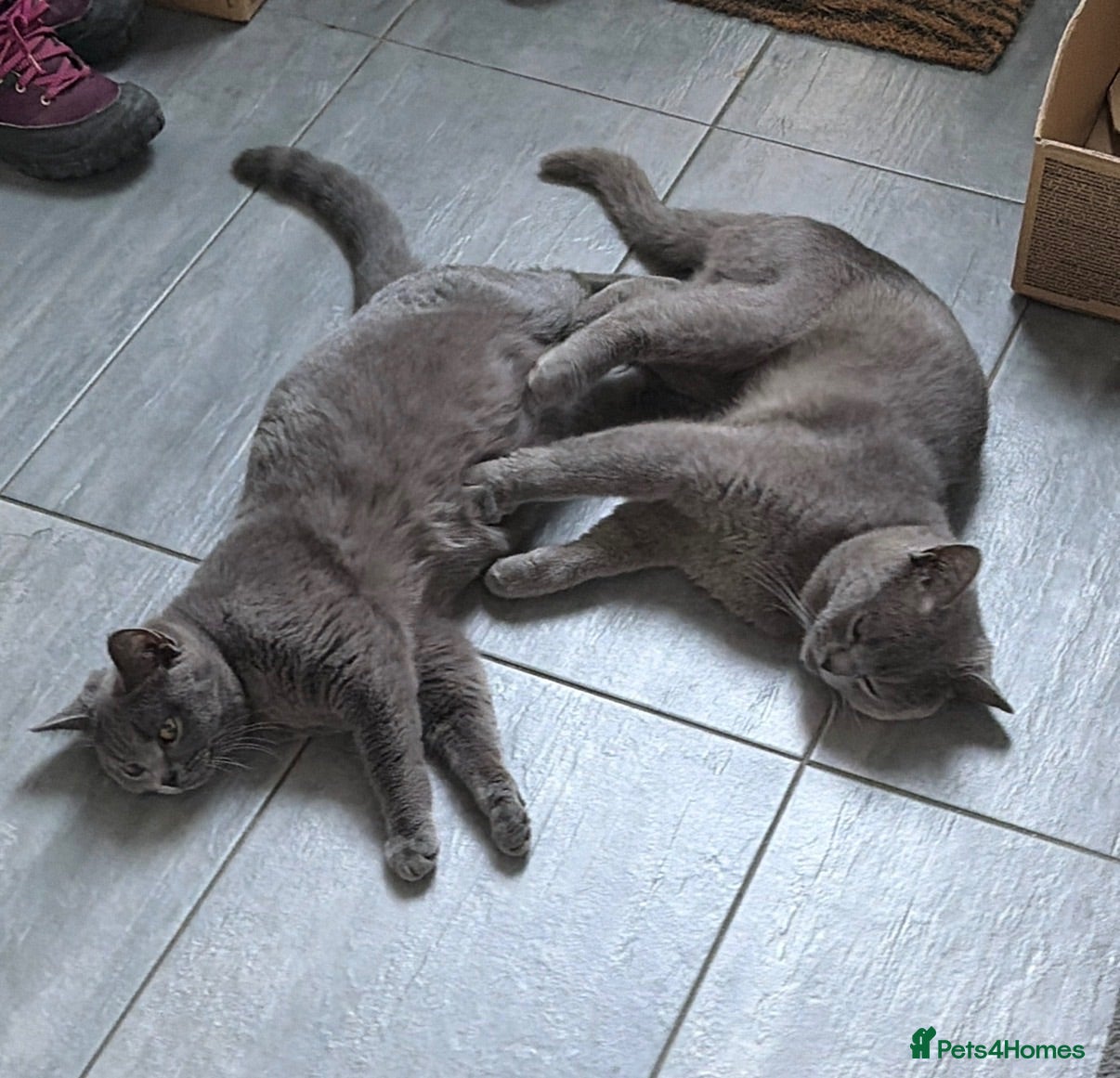 British Shorthair cats British Shorthair Kittens  - Advert 2