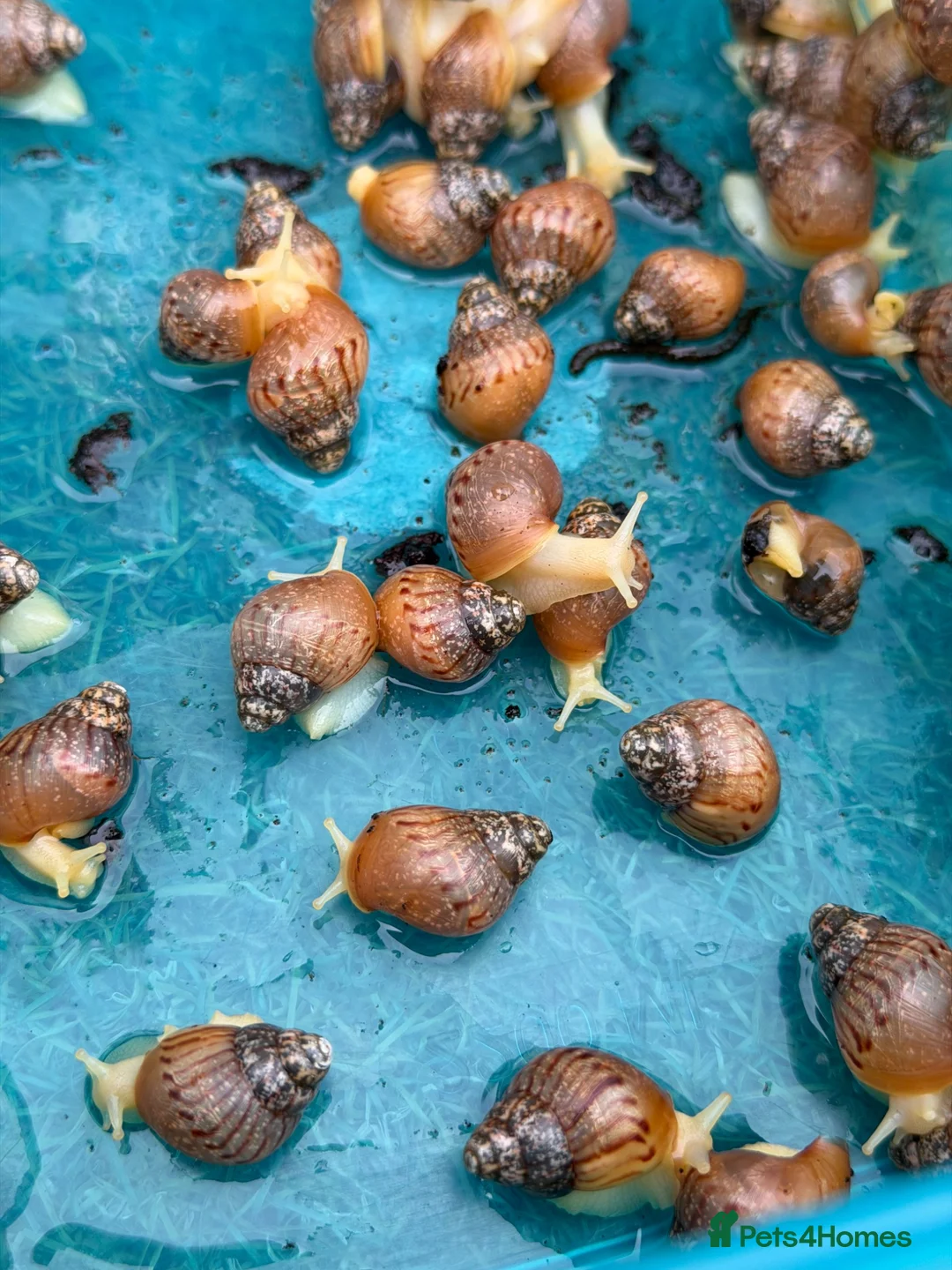 Snails invertebrates for sale: Giant African Land Snail babies in Westbury - Advert 1