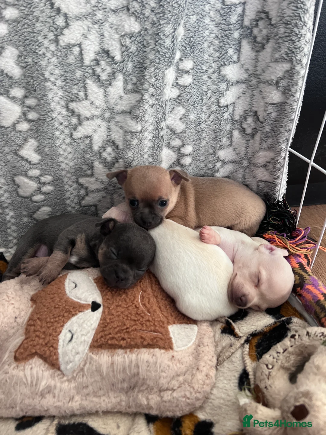 Chihuahua dogs for sale: Short coat chihuahuas available 🐾💓🐶 - Advert 10