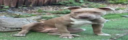 American Bully dogs for sale: American bully  - Advert 6