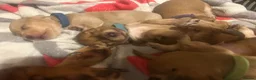 Mixed Breed dogs for sale: Mini dachshund cross  - Advert 9