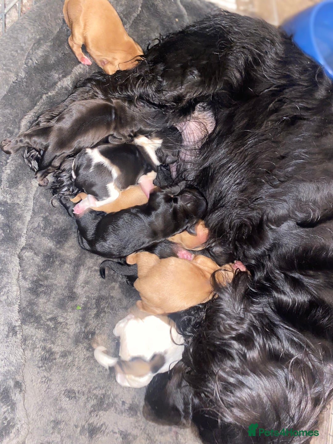 Cockapoo dogs for sale: F1 cockerpoos  - Image 10