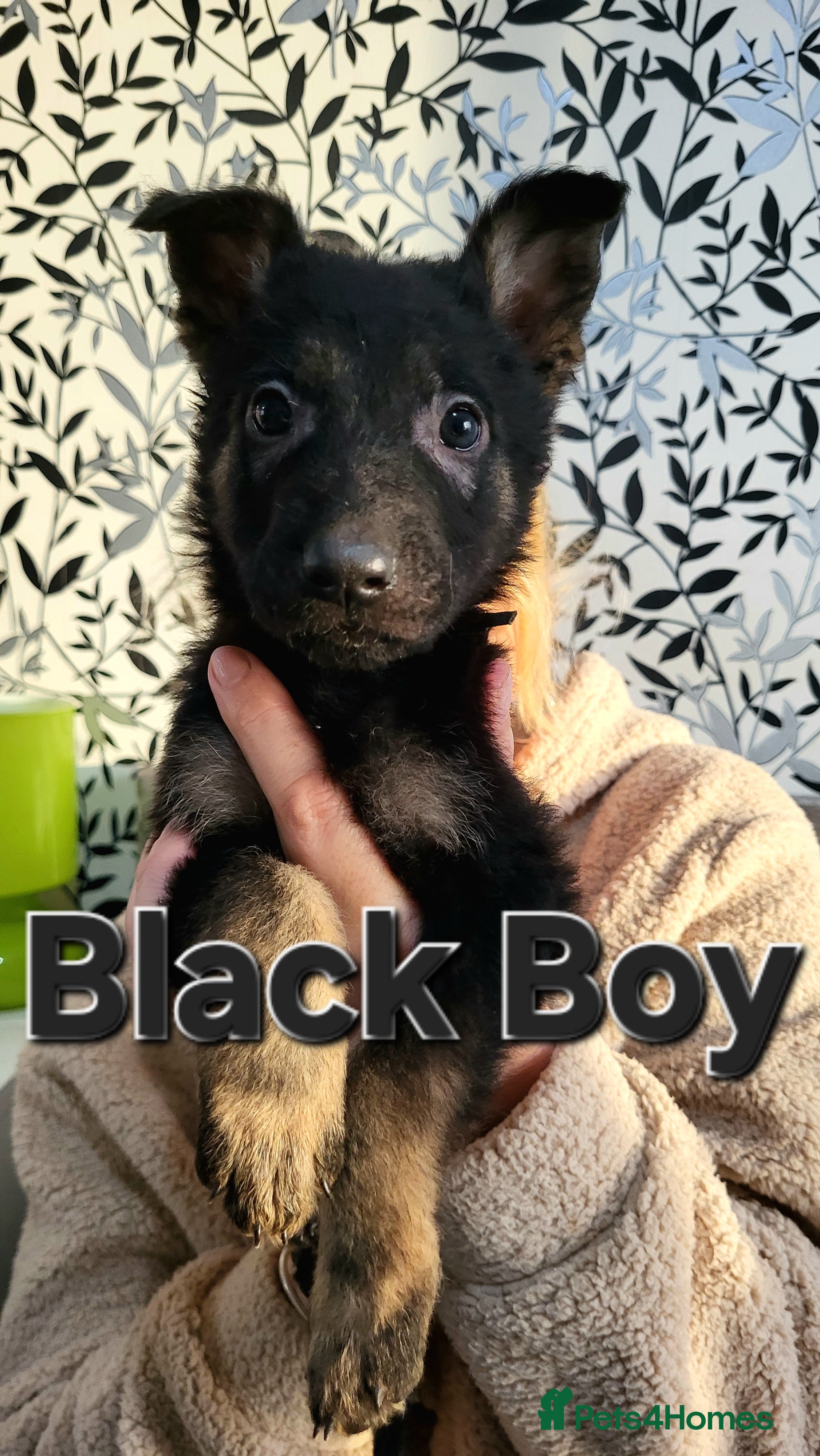 German Shepherd dogs German Shepherd Puppies - Advert 3