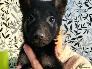 German Shepherd dogs German Shepherd Puppies - Advert 3