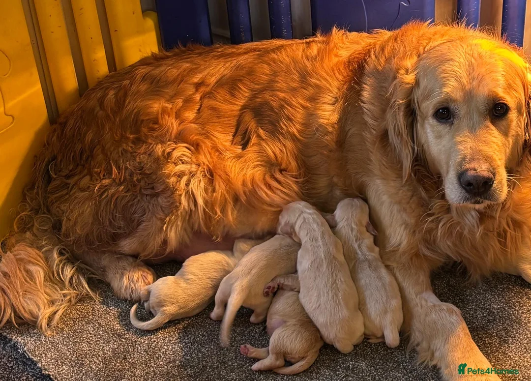 Golden Retriever dogs for sale: Stunning Golden Retriever Puppies For Sale  - Advert 7