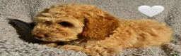 Cockapoo dogs for sale: 🐾 Stunning Litter of 8 Cockapoo Puppies! 🐾 - Advert 32