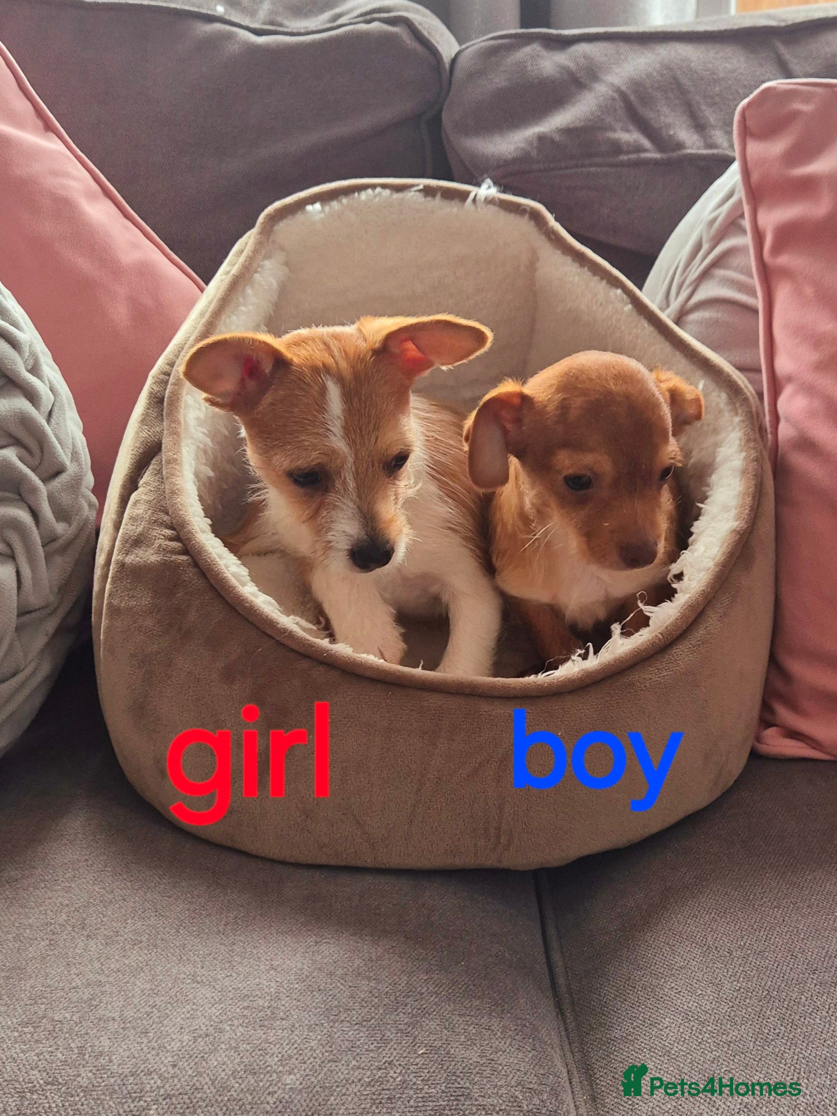 Mixed Breed dogs Beautiful Jack russell x chihuahua puppies - Advert 17