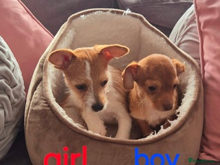 Mixed Breed dogs Beautiful Jack russell x chihuahua puppies - Advert 1