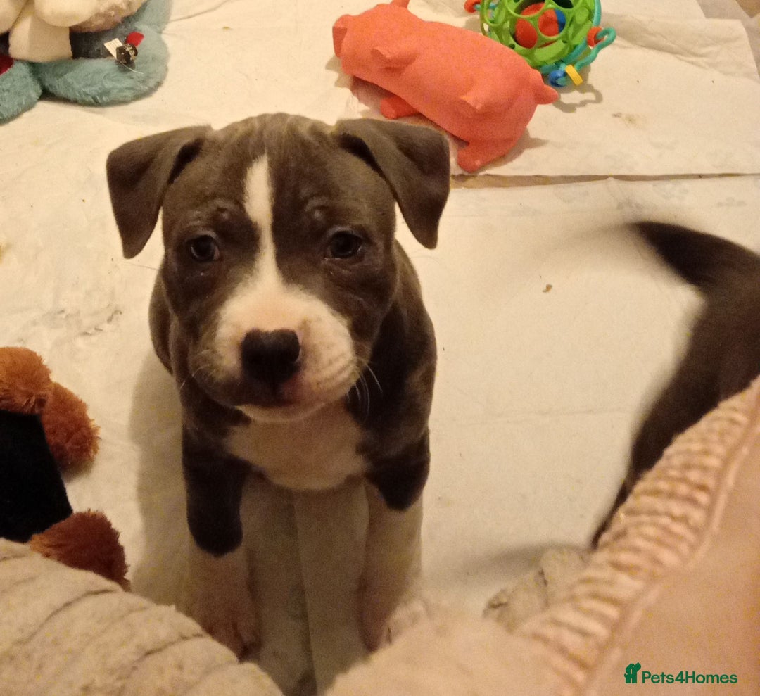 Staffordshire Bull Terrier dogs for sale: Beautiful blue Staffordshire bull terrier puppies  - Advert 3
