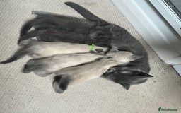 British Shorthair cats for sale: 5 beautiful British shorthair boys  - Image 5