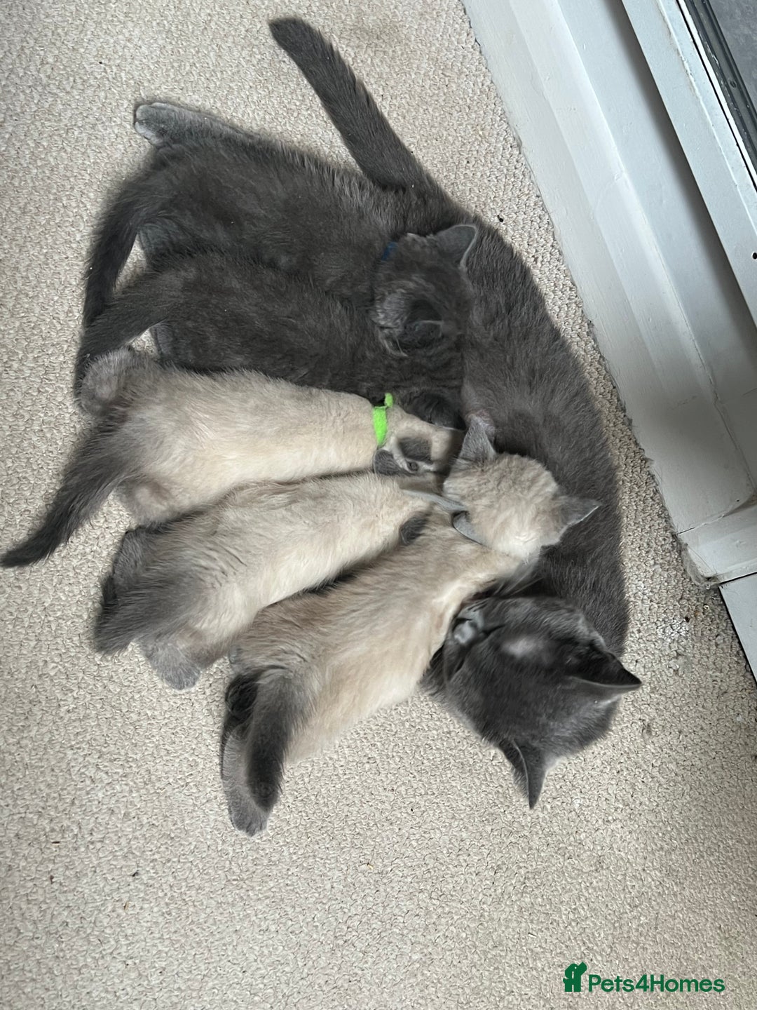 British Shorthair cats for sale: 5 beautiful British shorthair boys  - Image 5