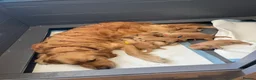 Goldador dogs for sale: Goldador puppies have arrived!  - Advert 5