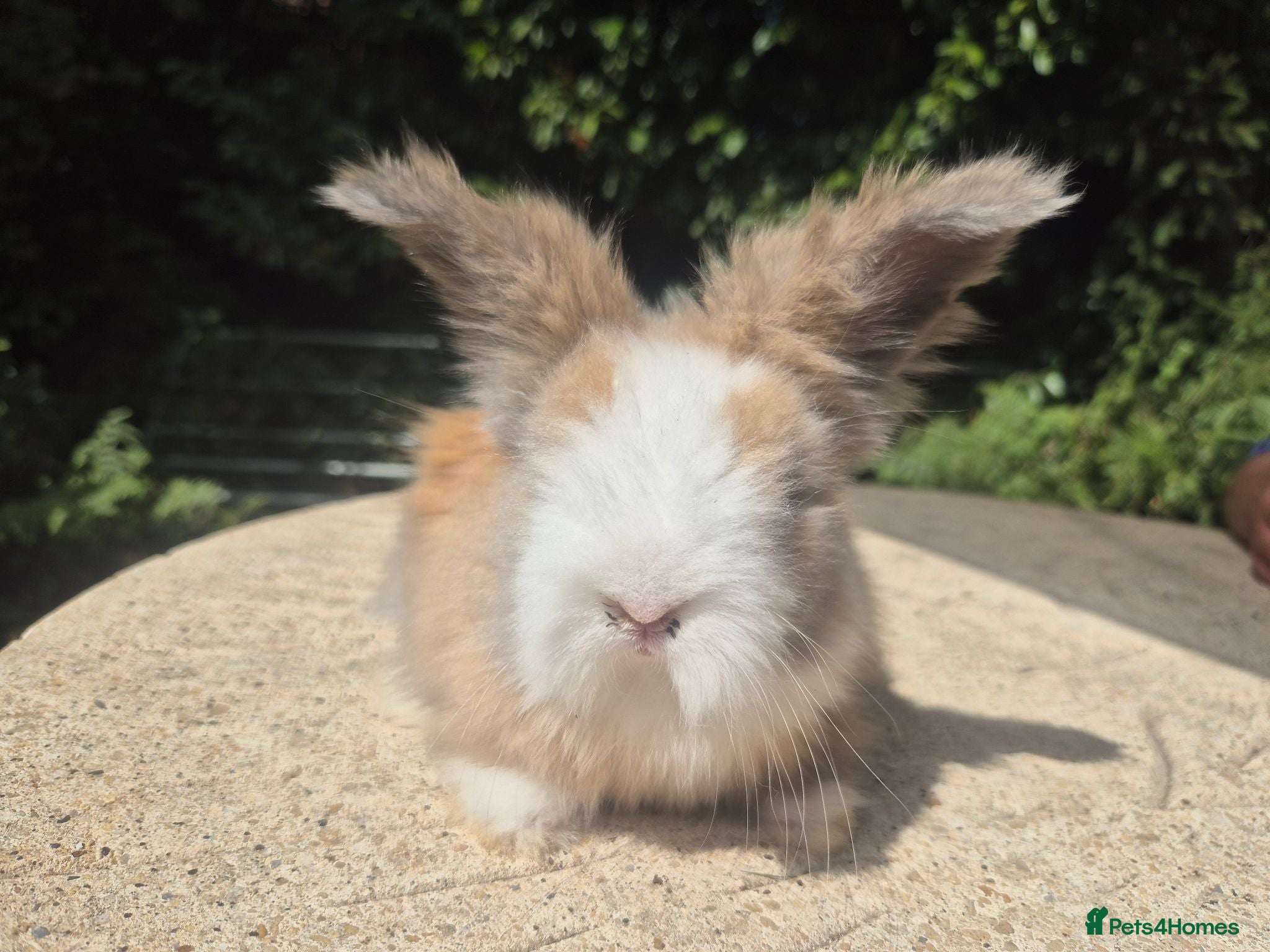 Angora rabbits 🩷 FULL FACE ANGORA BABIES- PARENTS FROM🇫🇷 - Advert 1